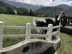 -瑞穗牧场