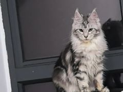 -翊宠yipet猫狗购宠庄园