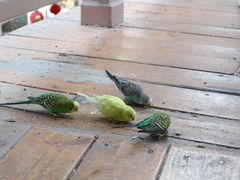 -南宫五洲植物乐园