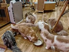 -滚猫咖啡·猫咖·猫友好撸猫(未来城店)