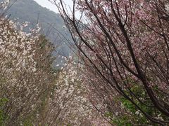 -牛鱼嘴原始生态风景区