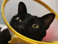 -凯特喵百思猫专科医院