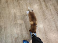 -南京Hallo宠物乐园·哈罗犬舍·柴犬繁育基地
