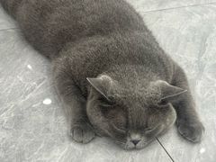 -爱洗澡的猫(天河路店)
