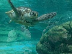-海合安成都极地海洋公园