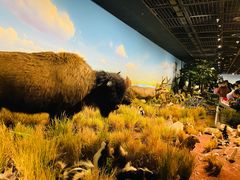 -陕西自然博物馆