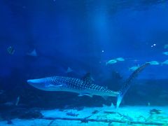 -烟台海昌鲸鲨海洋公园