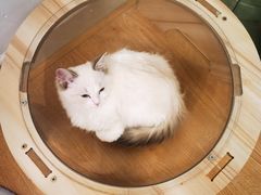 -有喵·猫咖·狗咖·30几只猫10只小狗(岗厦店)