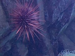 -瑞普利水族馆