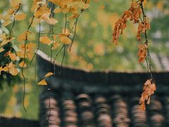 -东梓关景区村庄