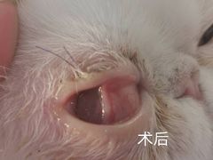 -达爱动物医院·犬猫分区·CT·复杂眼科(远洋山水分院)