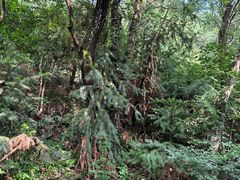 -杭州半山国家森林公园