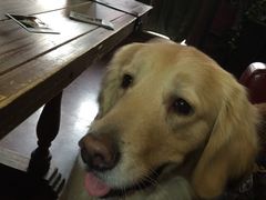 -百好乐宠物友好餐厅(朝外大街店)