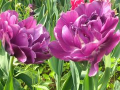 -洛阳郁金香牡丹园