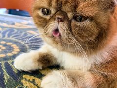 -平行世界·猫咖(首经贸店)