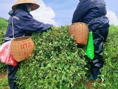 -野蔓果·山野菜(西湖景区·龙井茶田店)