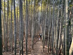 -午潮山国家森林公园