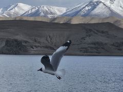 -班公湖
