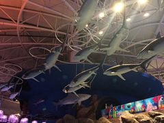 -烟台海昌鲸鲨海洋公园