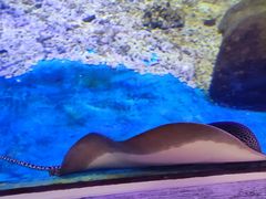 -合肥海洋世界
