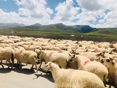 -青海湖国家重点风景名胜区