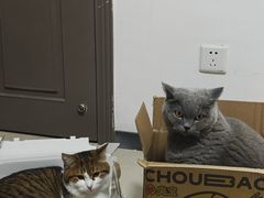 -瑞派康怡24h宠物医院·犬猫医疗中心·微创绝育(瑞景分院)