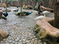 -西双版纳傣族园