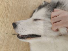 -Husky Go! 哈士奇体验馆·宠物咖啡厅狗咖