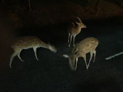 -清迈夜间动物园