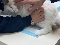 -全心全意连锁动物医院·微创中心·内科急重症·心脏专科(丰管路店)