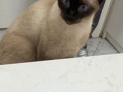 -喵园·猫主题咖啡厅·撸猫·猫咖(国贸店)