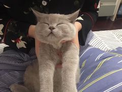 -袖虎·猫馆(体育西路店)