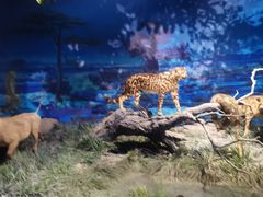 -国家自然博物馆