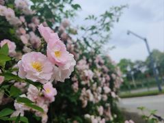 -空港花田景区