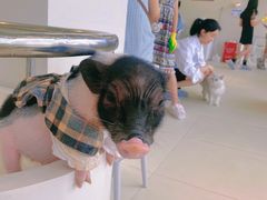 -怪兽屋·羊驼·猫咖·狗咖(俊华广场店)