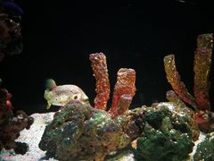 -暹罗海洋世界