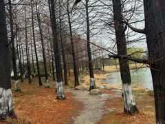 -澹台湖公园