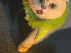-喵zoo家庭繁育猫舍(尖东智能花园店)