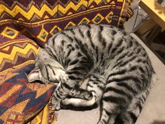 -喵屿·大理花园猫咖