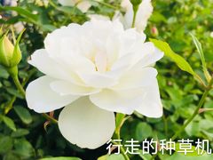 -国家植物园