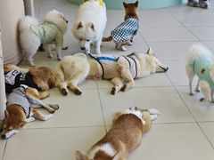 -怪兽屋·羊驼·猫咖·狗咖(俊华广场店)