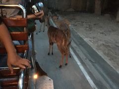 -清迈夜间动物园