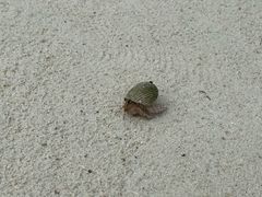 -环滩岛