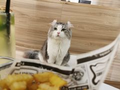 -瞄一喵猫咖(格力海岸店)