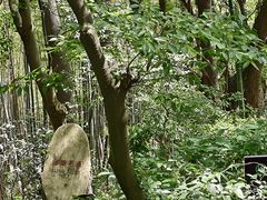 -上海佘山国家森林公园天马山园