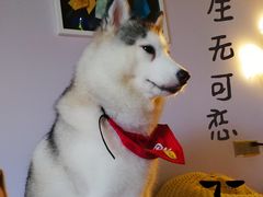 -Husky Go! 哈士奇体验馆·宠物咖啡厅狗咖
