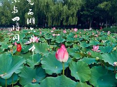 -莲花池公园
