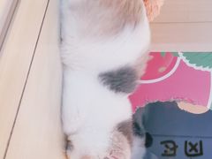 -momokira米努特·德文卷毛猫·棉花面纱犬