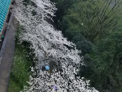-武汉大学-樱园