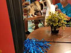 -猫色咖啡·猫咖